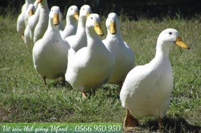 Trại Vịt Siêu Thịt Giống Tại Vĩnh Cửu Đồng Nai - Vifood
