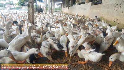 Trại Vịt Siêu Trứng Giống Tại Long Khánh - Vifood