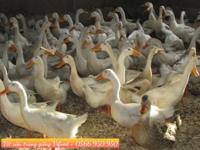 Trại Vịt Siêu Trứng Giống Tại Vĩnh Cửu Đồng Nai - Vifood