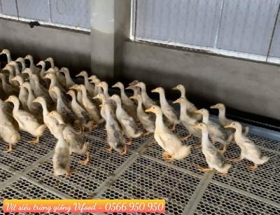 Trại Vịt Siêu Trứng Giống Tại Xuân Lộc Đồng Nai - Vifood