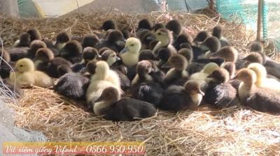 Trại Vịt Xiêm Giống Tại Biên Hoà - Vifood