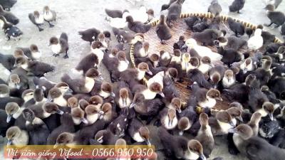 Trại Vịt Xiêm Giống Tại Dầu Tiếng - Vifood