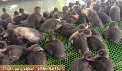 Trại Vịt Xiêm Giống Tại Vĩnh Cửu Đồng Nai - Vifood