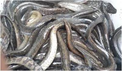 TRIỂN VỌNG MÔ HÌNH NUÔI CÁ CHẠCH LẤU THƯƠNG PHẨM