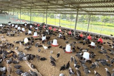 Vĩnh Long: Hiệu quả từ mô hình nuôi gà theo hướng tuần hoàn
