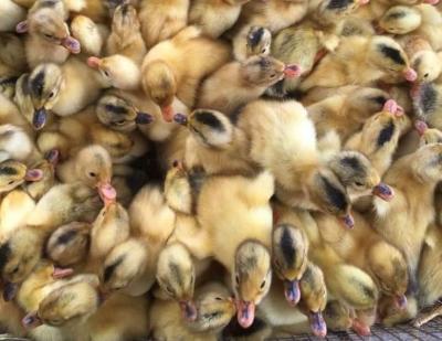 Vịt bầu biển giống