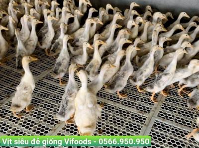 Vịt giống siêu đẻ