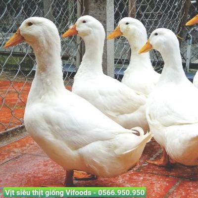 Vịt siêu thịt giống