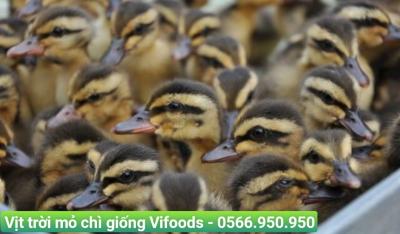 Vịt trời mỏ chì giống