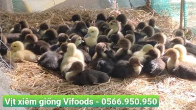 Vịt xiêm giống Vifoods