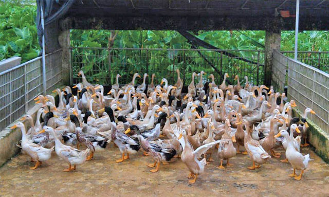 Vịt Siêu Đẻ Vịt Siêu Đẻ