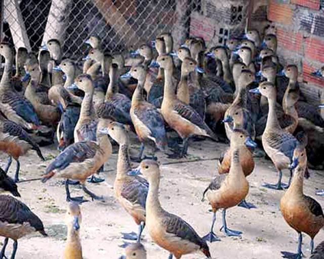 Vịt Trời Giống Vịt Trời Giống